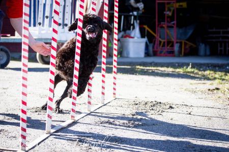 11028250_10205460757535480_177361287_o