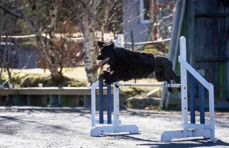 11056819_10205460757055468_1290072993_n (1)