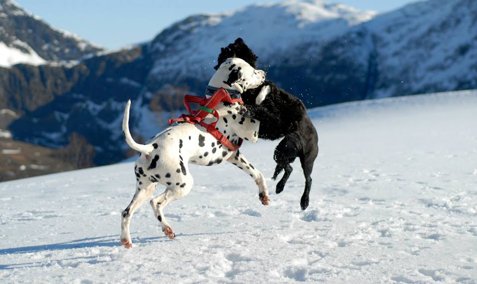 11070980_10153061987801357_1930914891732076969_n