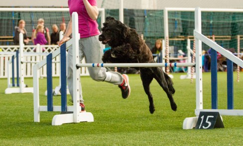 11212093_10205851480263304_2142698551_o