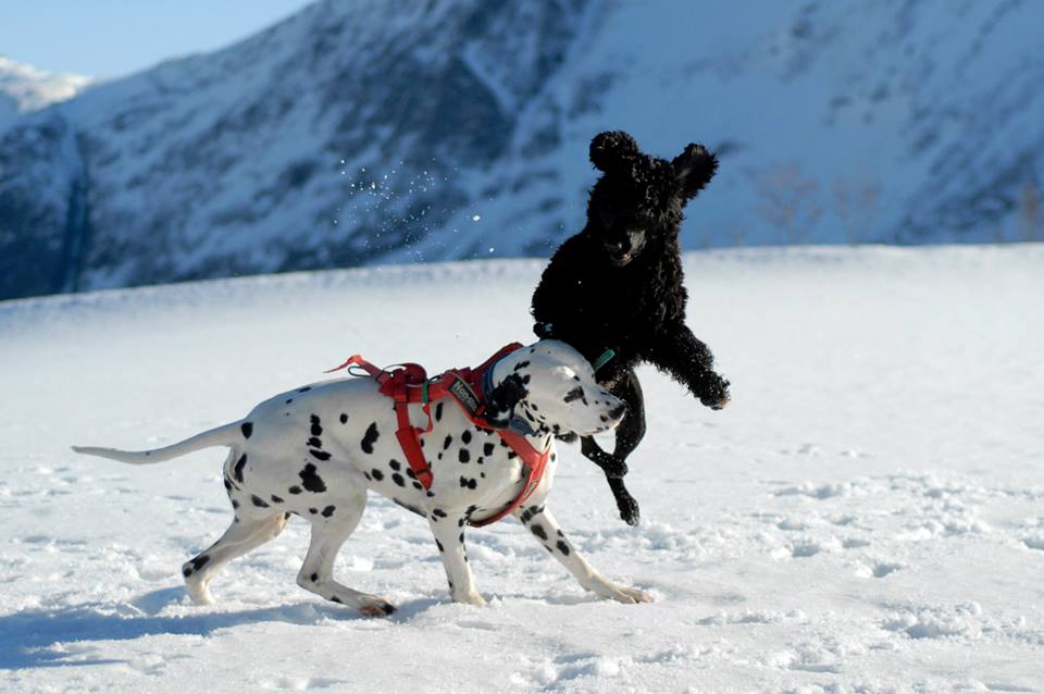 13371_10153061988561357_6403812344577745754_n