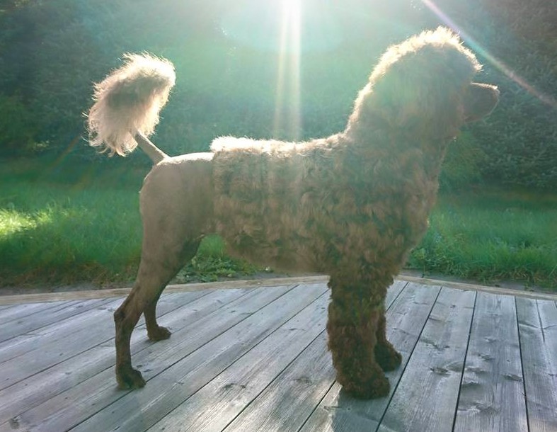 14225374_10154395181600309_755423140618646385_n