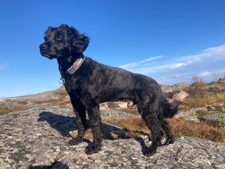 322334424_913582082967131_4309238623987632690_n